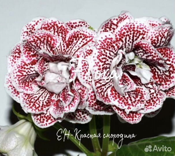 Глоксинии сортовые махровые