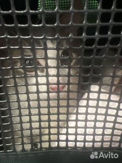 Котик 5 месяцев в добрые руки