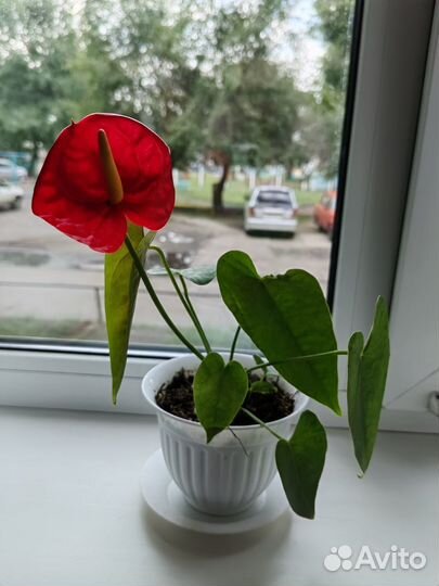 Антуриум крупный цветок детки
