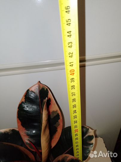 Фикус эластика белиз