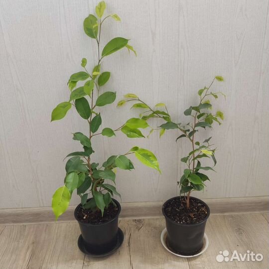 Фикус бенджамина