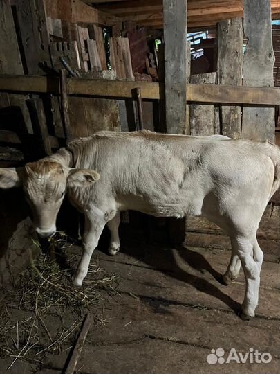 Корова с теленком