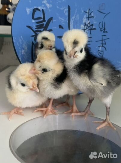 Куры Голландская белохохлая яйцо цыплята