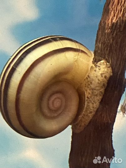 Аквариумистика Улитки маризы