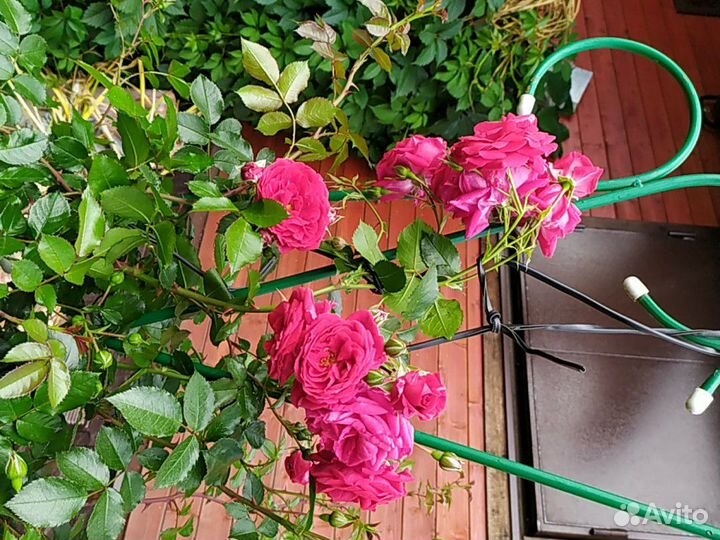 Роза плетистая до 3-х метров