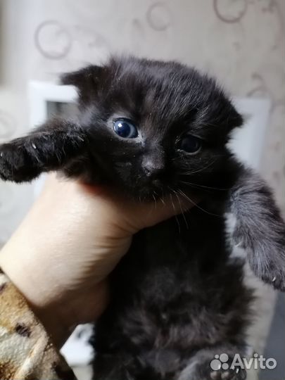 Котенок британец