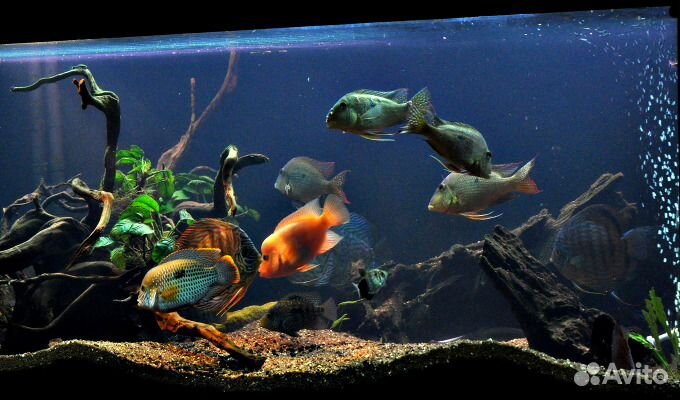 Обслуживание, чистка аквариума