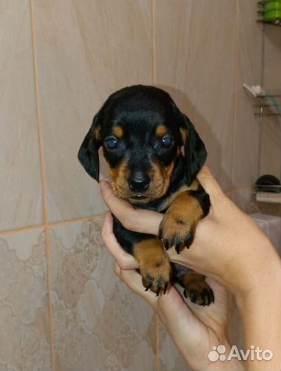 Щенки таксы