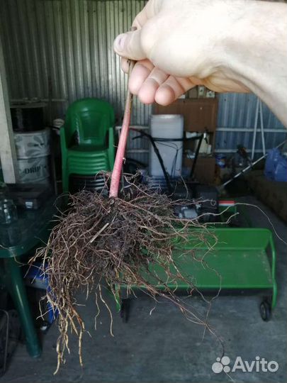 Саженцы ежевики окс, только опт