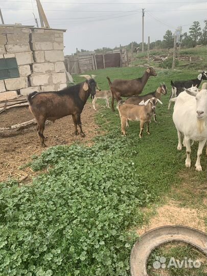 Продаются козы, 19 голов. Продаю всех вместе