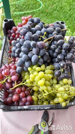 Черенки -винограда