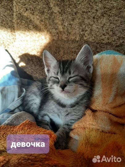 Кошки в добрые руки бесплатно