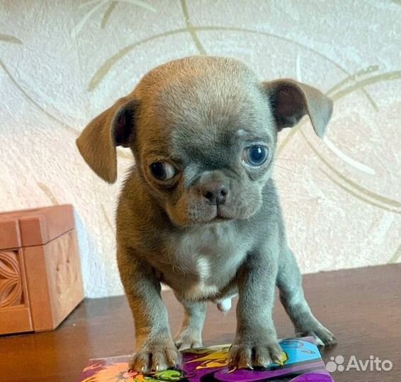 Чихуахуа,красивые,курносые щенки,мальчики