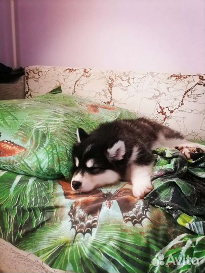 Щенки хаски