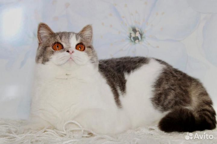 Британская кошечка