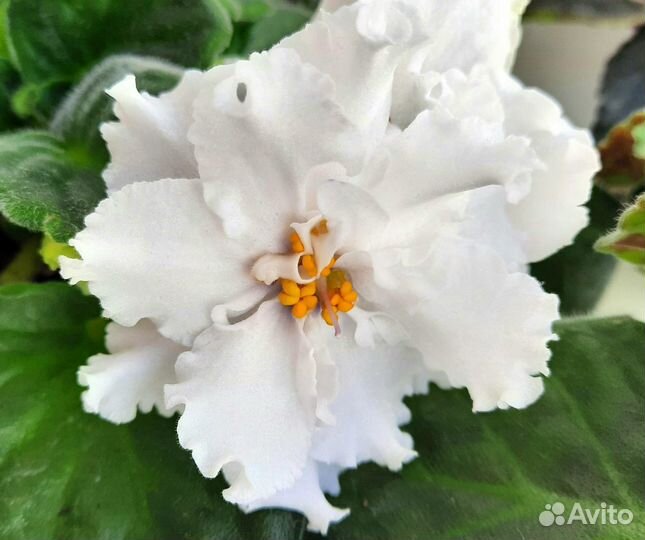 Цветущие фиалки