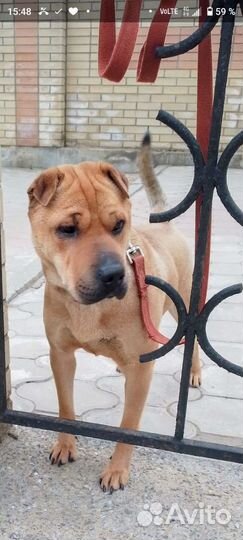 Стерилизованная собачка- может жить в квартире