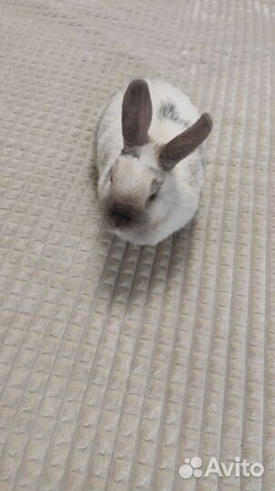 Декоративный кролик с клеткой