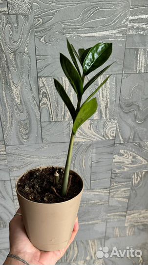 Замиокулькас