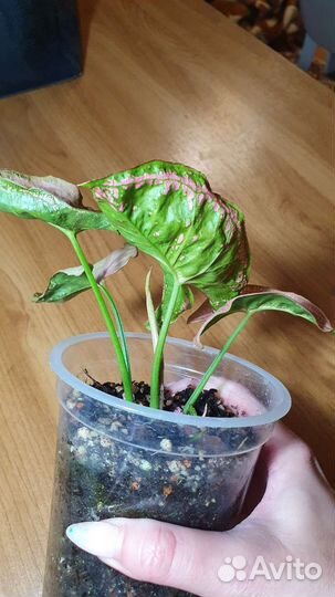 Сингониум пинк мозаик