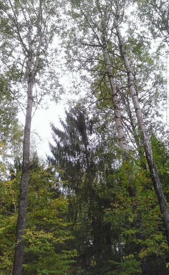 Участок 11 сот. (СНТ, ДНП)