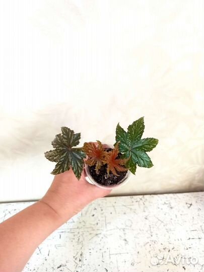 Бегония Грифон