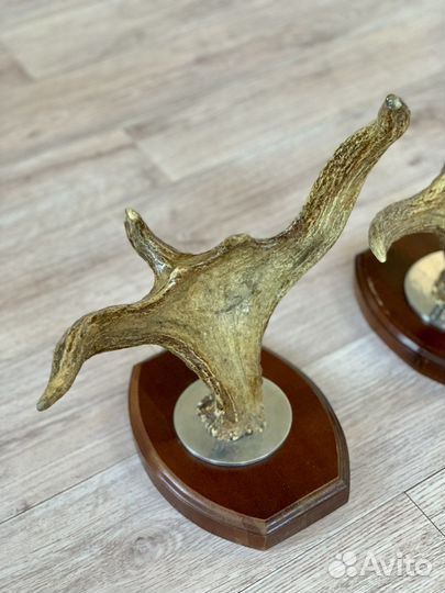 Рога лося лакированные на деревяном медальоне