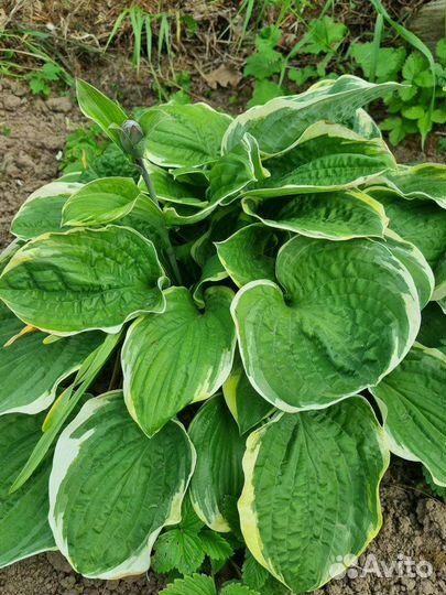 Хоста растение