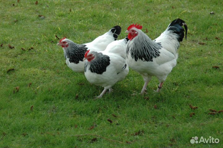 Куры молодки несушки и бройлер и гусята и индоутки