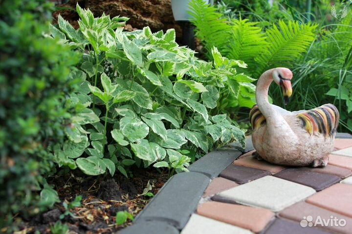 Сныть пестролистная