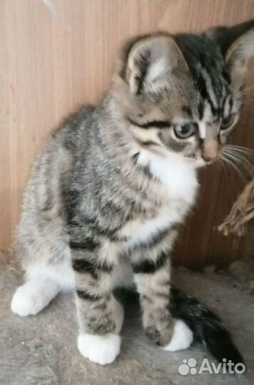 Котики в добрые руки