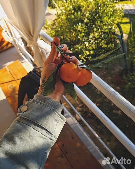 Туры в Абхазию на минивене