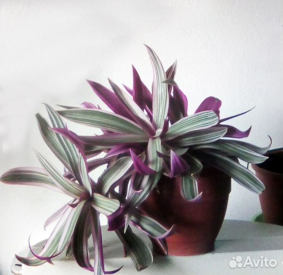 Рэо триколор