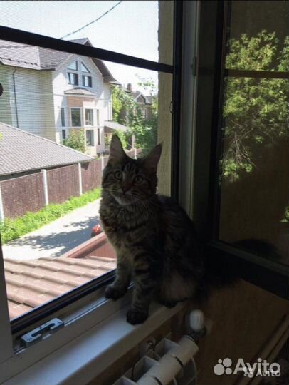 Москитная сетка. Антикошка за 1 час с установкой