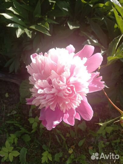 Пион целый взрослый куст