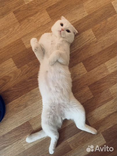Кот