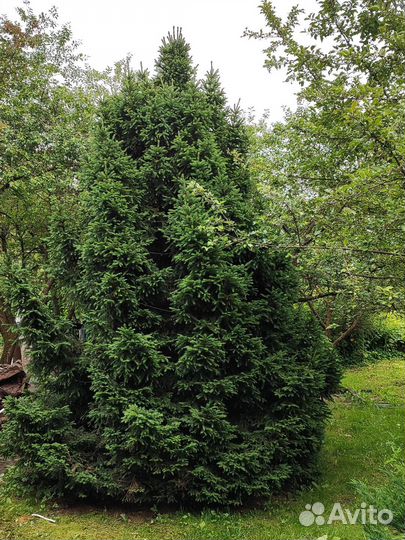 Ель живая