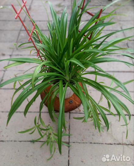 Комнатные цветы: фикусы, хлорофитумы, толстянка