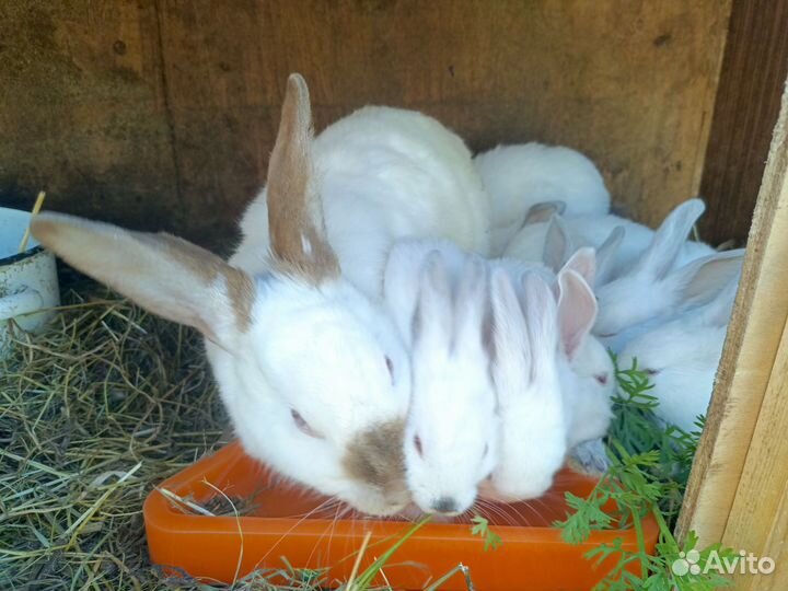 Кролики мясных пород