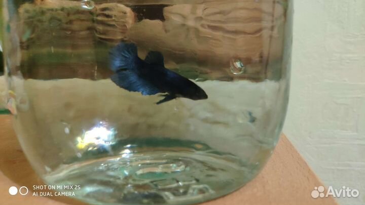 Рыбка петушок (самка)