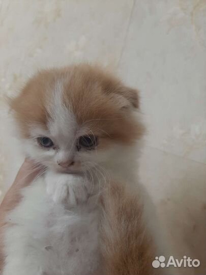 Шотландские вислоухие котята рыжие