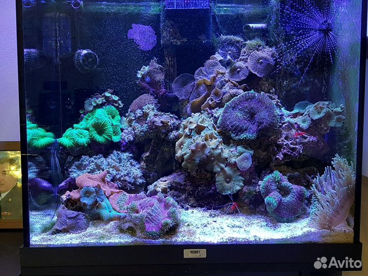 Обслуживание аквариумов