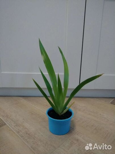 Шагающий ирис, детки