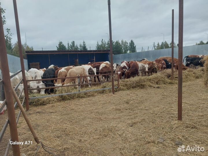 Бычки сементалы