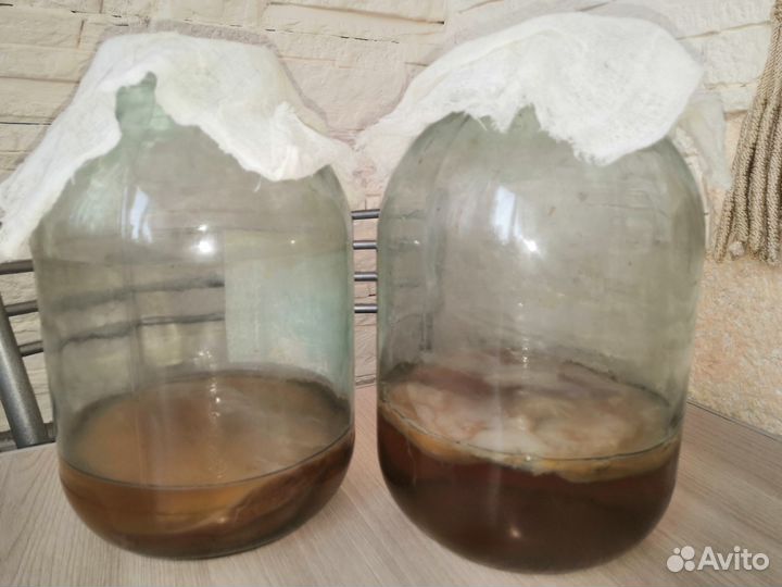 Чайный Гриб