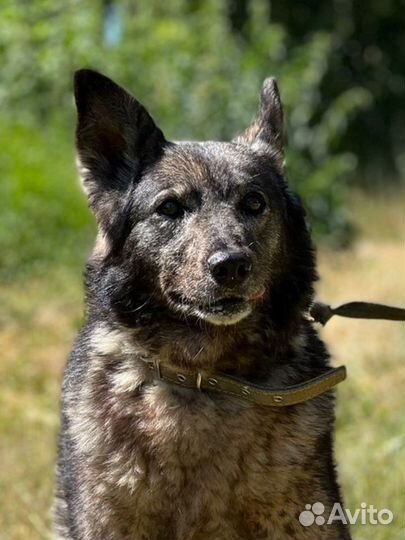 Бинго надеется на домашнюю жизнь