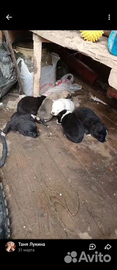 Щенки