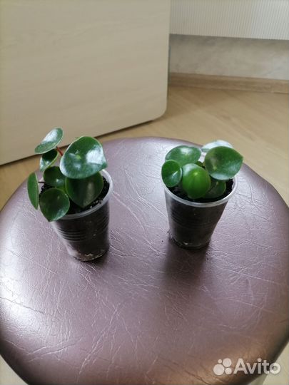 Пеперомия рейндроп