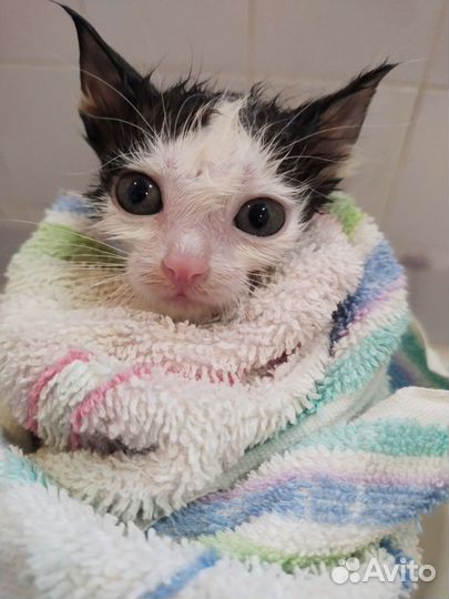 Котенок мальчик 1 месяц