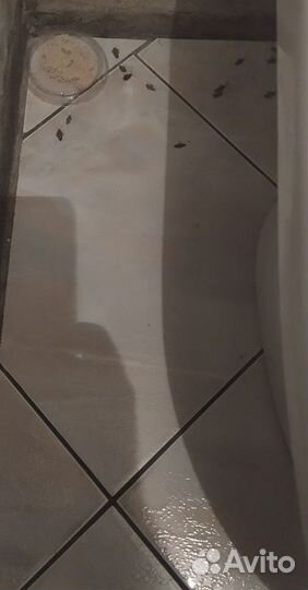 Эффективный порошок для уничтожения тараканов